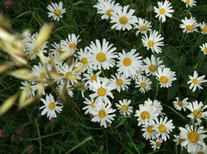 Oxeye daisy